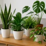 Rośliny oczyszczające powietrze w domu
